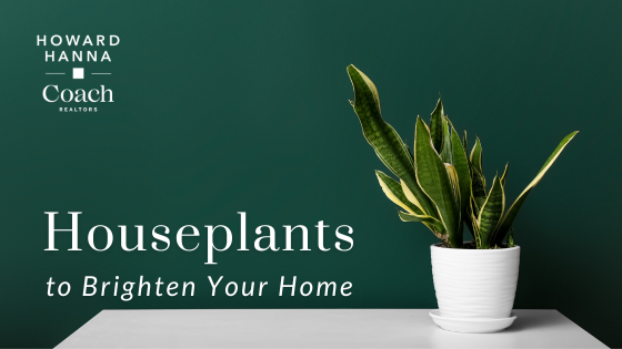 Winter Wonders: Houseplants to Lift Your Mood and Home Decor | Coach Realtors